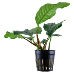 Discount Tropica Akvarieplante i potte Anubias barteri coffeefolia Akvarieplanter|Terrarieplanter