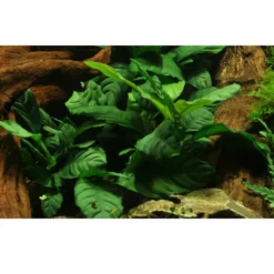 Discount Tropica Akvarieplante i potte Anubias barteri coffeefolia Akvarieplanter|Terrarieplanter
