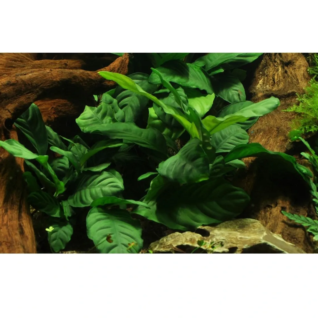 Discount Tropica Akvarieplante i potte Anubias barteri coffeefolia Akvarieplanter|Terrarieplanter