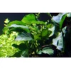 Best Tropica Akvarieplante i potte Anubias barteri variant barteri Akvarieplanter|Terrarieplanter