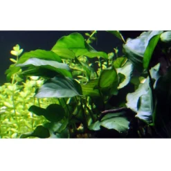 Best Tropica Akvarieplante i potte Anubias barteri variant barteri Akvarieplanter|Terrarieplanter