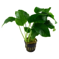 Best Tropica Akvarieplante i potte Anubias barteri variant barteri Akvarieplanter|Terrarieplanter