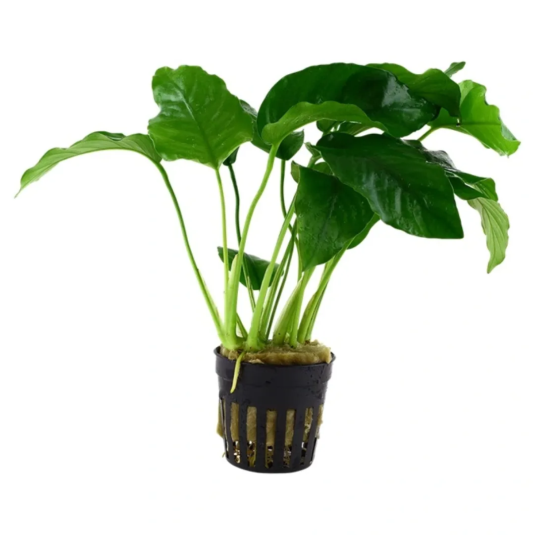 Best Tropica Akvarieplante i potte Anubias barteri variant barteri Akvarieplanter|Terrarieplanter