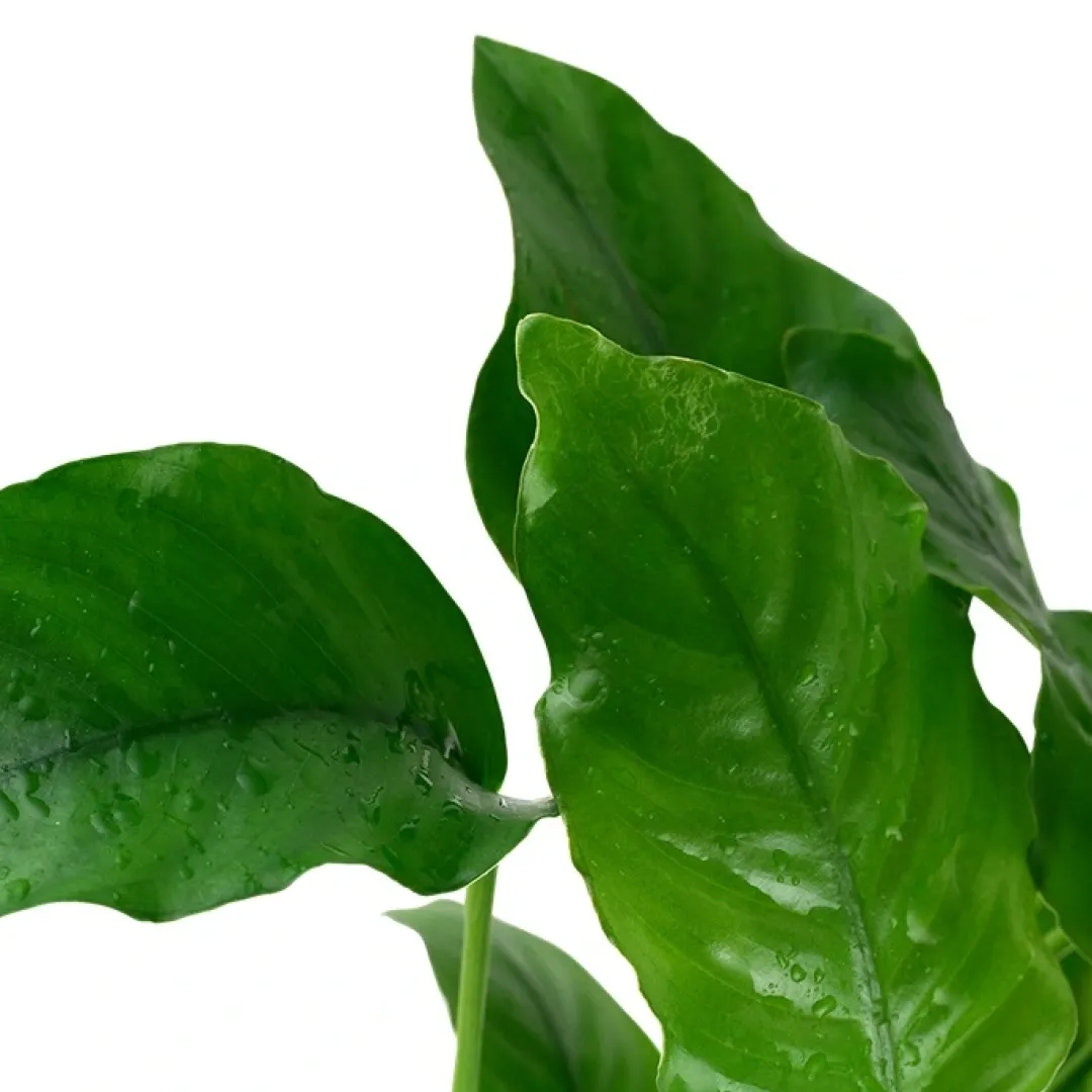 Best Tropica Akvarieplante i potte Anubias barteri variant barteri Akvarieplanter|Terrarieplanter