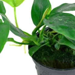 Online Tropica Akvarieplante i potte Anubias barteri Nana Akvarieplanter|Terrarieplanter