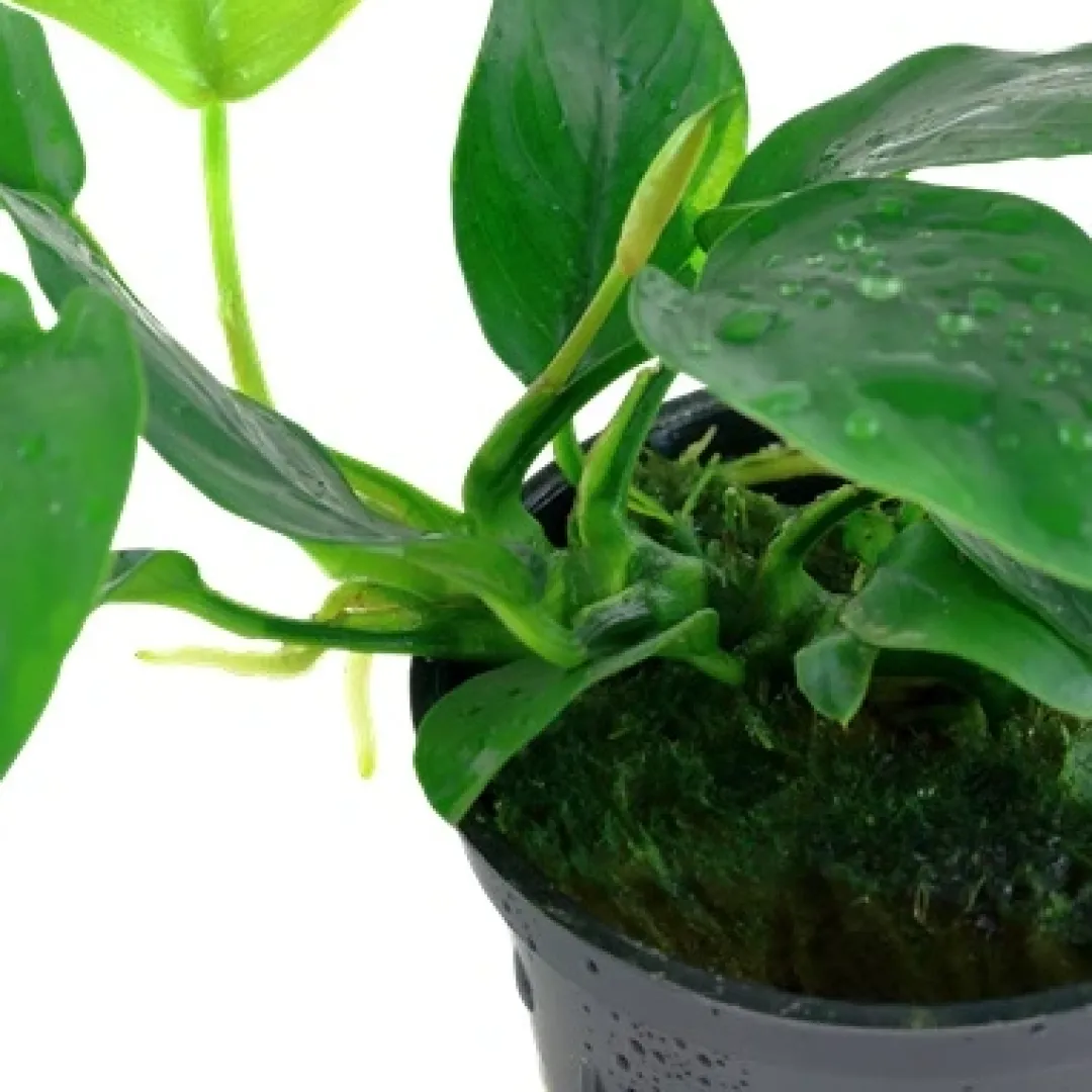 Online Tropica Akvarieplante i potte Anubias barteri Nana Akvarieplanter|Terrarieplanter