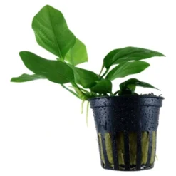 Online Tropica Akvarieplante i potte Anubias barteri Nana Akvarieplanter|Terrarieplanter