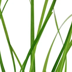 Best Tropica Akvarieplante i potte Cyperus helferi Akvarieplanter|Terrarieplanter