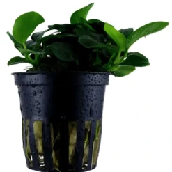 Clearance Tropica Akvarieplante i potte Anubias sp. Petite Akvarieplanter|Terrarieplanter