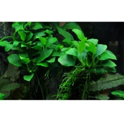 Clearance Tropica Akvarieplante i potte Anubias sp. Petite Akvarieplanter|Terrarieplanter