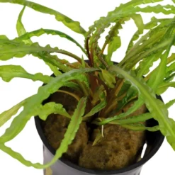 Tropica Akvarieplante i potte Cryptocoryne crispatula Akvarieplanter