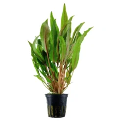 Outlet Tropica Akvarieplante i potte Cryptocoryne undulata broad leaves Akvarieplanter