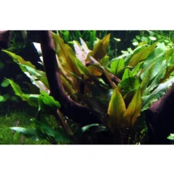 Outlet Tropica Akvarieplante i potte Cryptocoryne undulata broad leaves Akvarieplanter