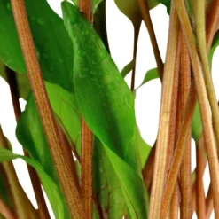 Outlet Tropica Akvarieplante i potte Cryptocoryne undulata broad leaves Akvarieplanter