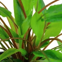 Clearance Tropica Akvarieplante i potte Cryptocoryne wendtii Green Akvarieplanter