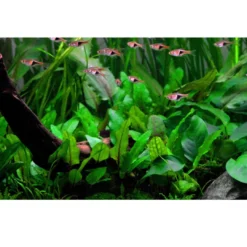 Clearance Tropica Akvarieplante i potte Cryptocoryne wendtii Green Akvarieplanter