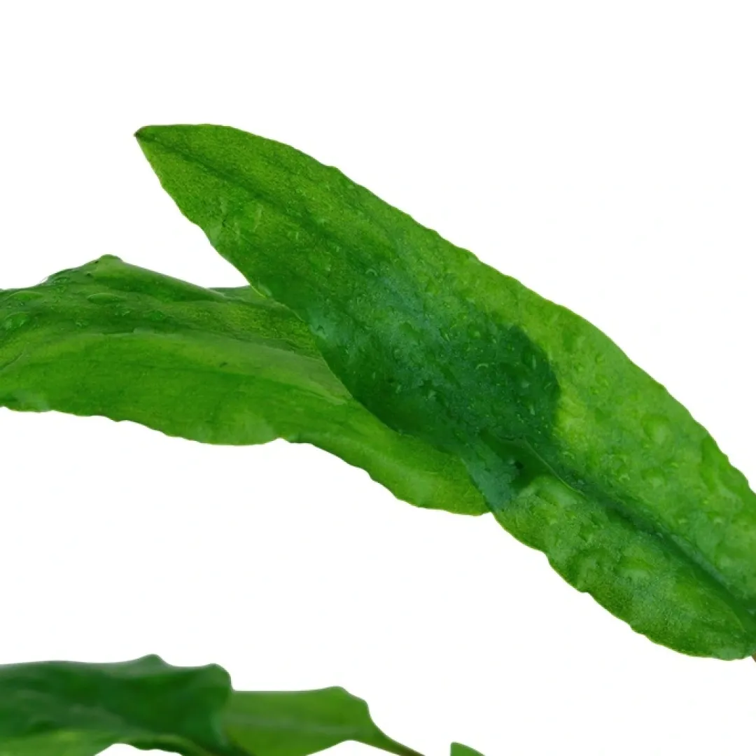 Clearance Tropica Akvarieplante i potte Cryptocoryne wendtii Green Akvarieplanter