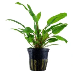 Clearance Tropica Akvarieplante i potte Cryptocoryne wendtii Green Akvarieplanter