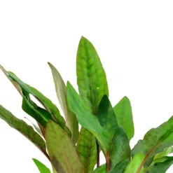 Best Tropica Akvarieplante i potte Cryptocoryne beckettii petchii Akvarieplanter