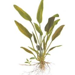 Best Tropica Akvarieplante i potte Cryptocoryne x willisii Akvarieplanter