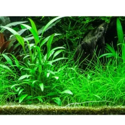 Best Tropica Akvarieplante i potte Cryptocoryne x willisii Akvarieplanter
