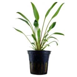 Best Tropica Akvarieplante i potte Cryptocoryne x willisii Akvarieplanter