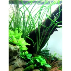 Hot Tropica Akvarieplante i potte Crinum calamistratum Akvarieplanter