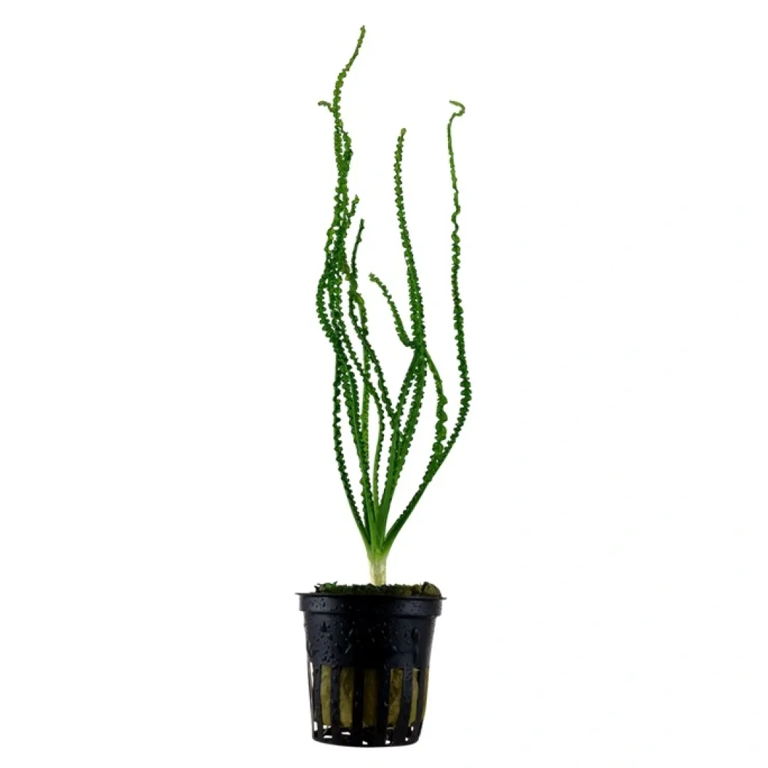 Hot Tropica Akvarieplante i potte Crinum calamistratum Akvarieplanter