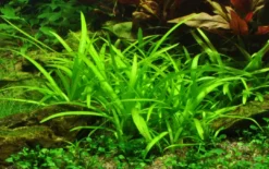 Best Tropica Akvarieplante i potte Sagittaria subulata Akvarieplanter