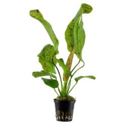 Tropica Akvarieplante i potte Echinodorus Ozelot green Akvarieplanter