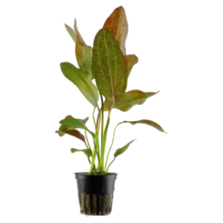 Hot Tropica Akvarieplante i potte Echinodorus Ozelot Akvarieplanter