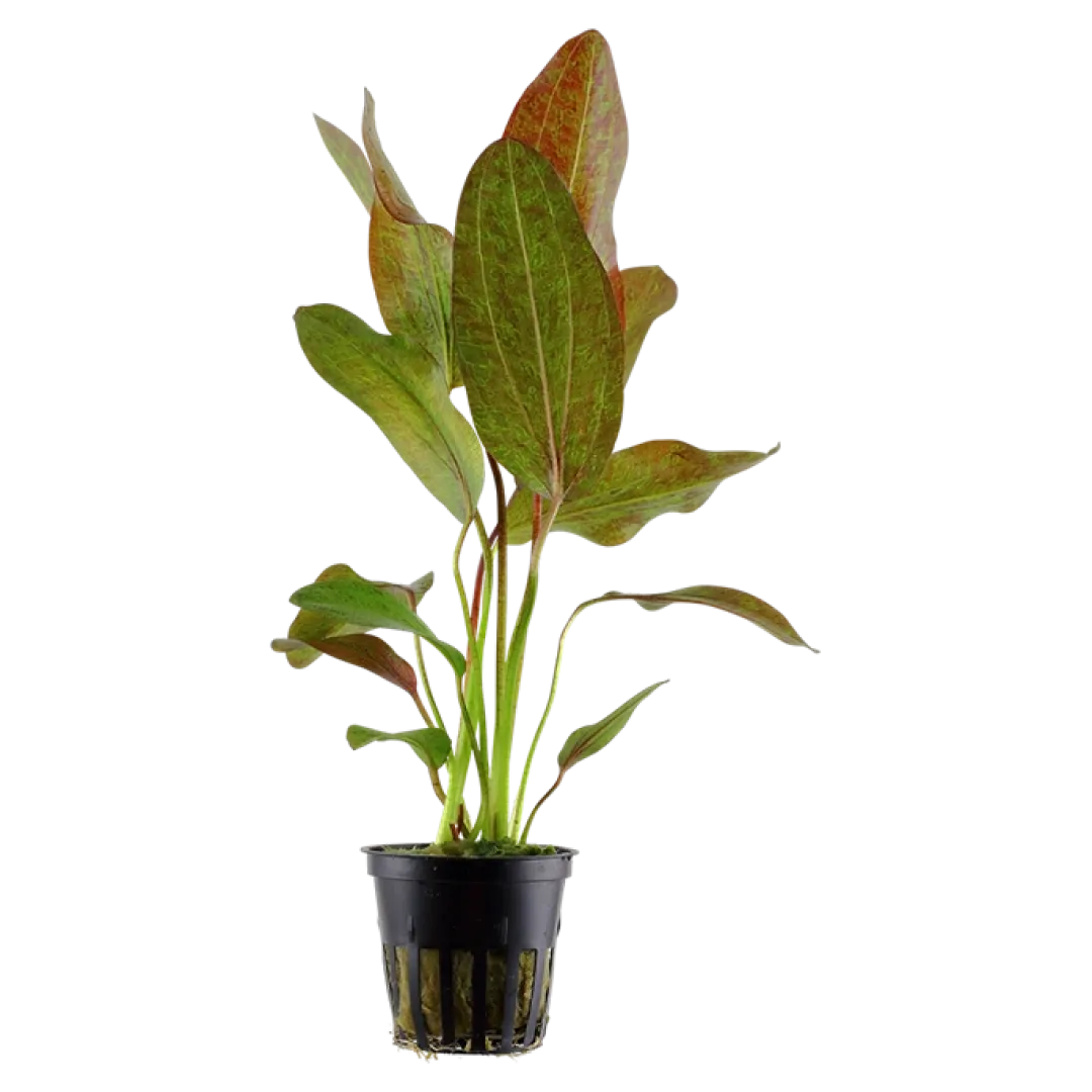 Hot Tropica Akvarieplante i potte Echinodorus Ozelot Akvarieplanter