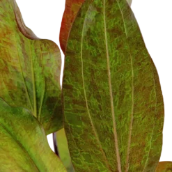 Hot Tropica Akvarieplante i potte Echinodorus Ozelot Akvarieplanter