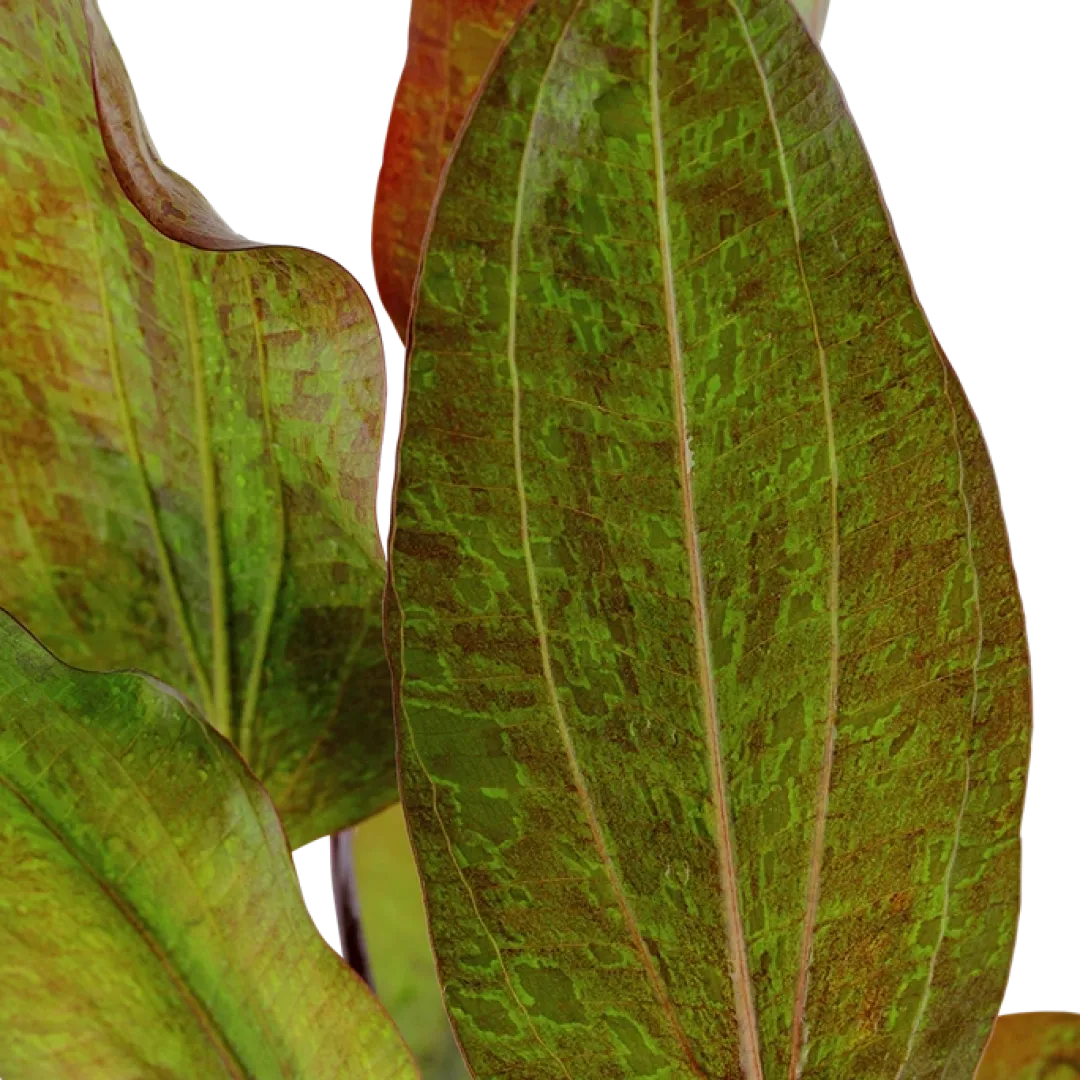 Hot Tropica Akvarieplante i potte Echinodorus Ozelot Akvarieplanter