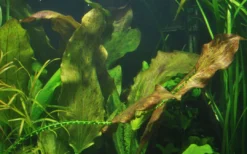 Hot Tropica Akvarieplante i potte Echinodorus Ozelot Akvarieplanter