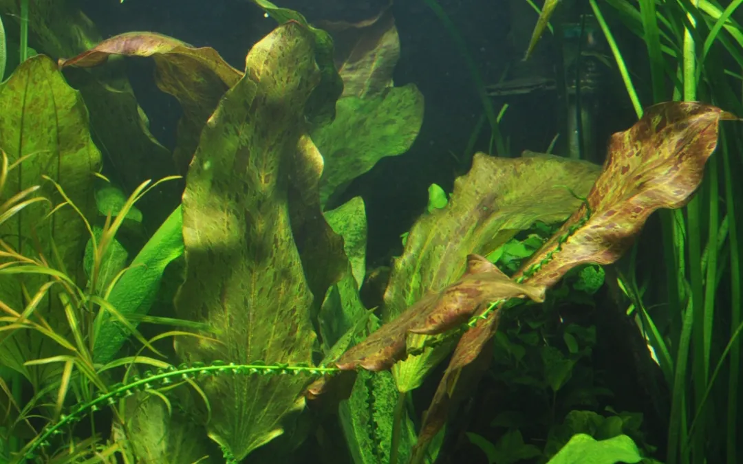 Hot Tropica Akvarieplante i potte Echinodorus Ozelot Akvarieplanter