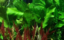 New Tropica Akvarieplante i potte Echinodorus Rose Akvarieplanter