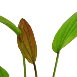 New Tropica Akvarieplante i potte Echinodorus Rose Akvarieplanter