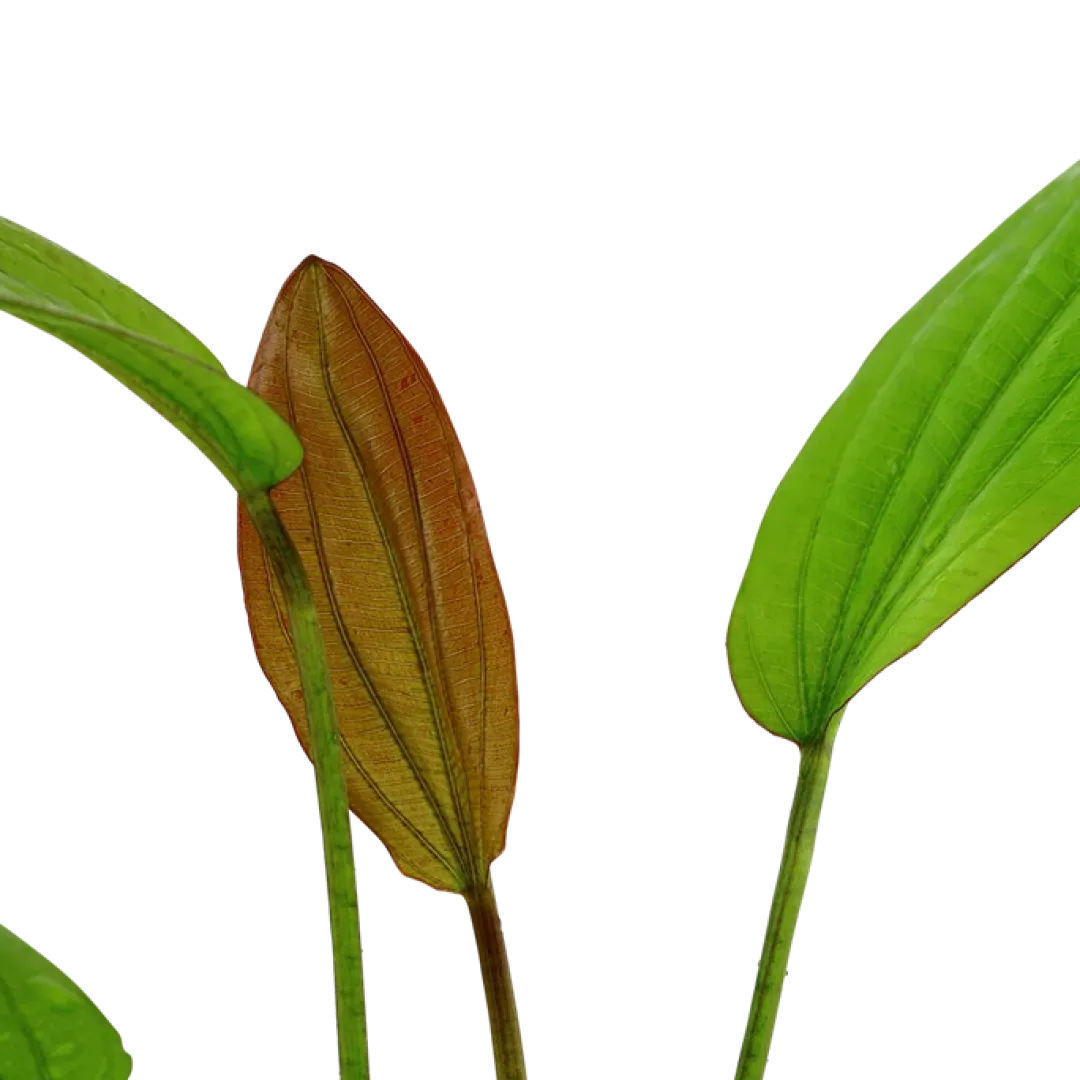 New Tropica Akvarieplante i potte Echinodorus Rose Akvarieplanter