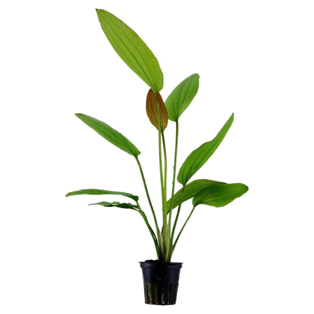 New Tropica Akvarieplante i potte Echinodorus Rose Akvarieplanter