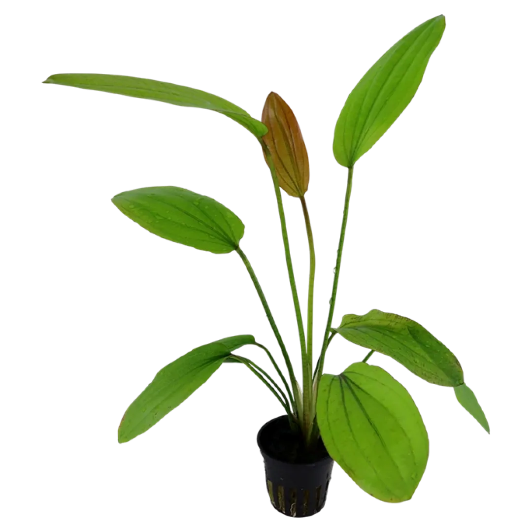 New Tropica Akvarieplante i potte Echinodorus Rose Akvarieplanter