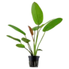 Best Tropica Akvarieplante i potte Echinodorus x barthii Akvarieplanter