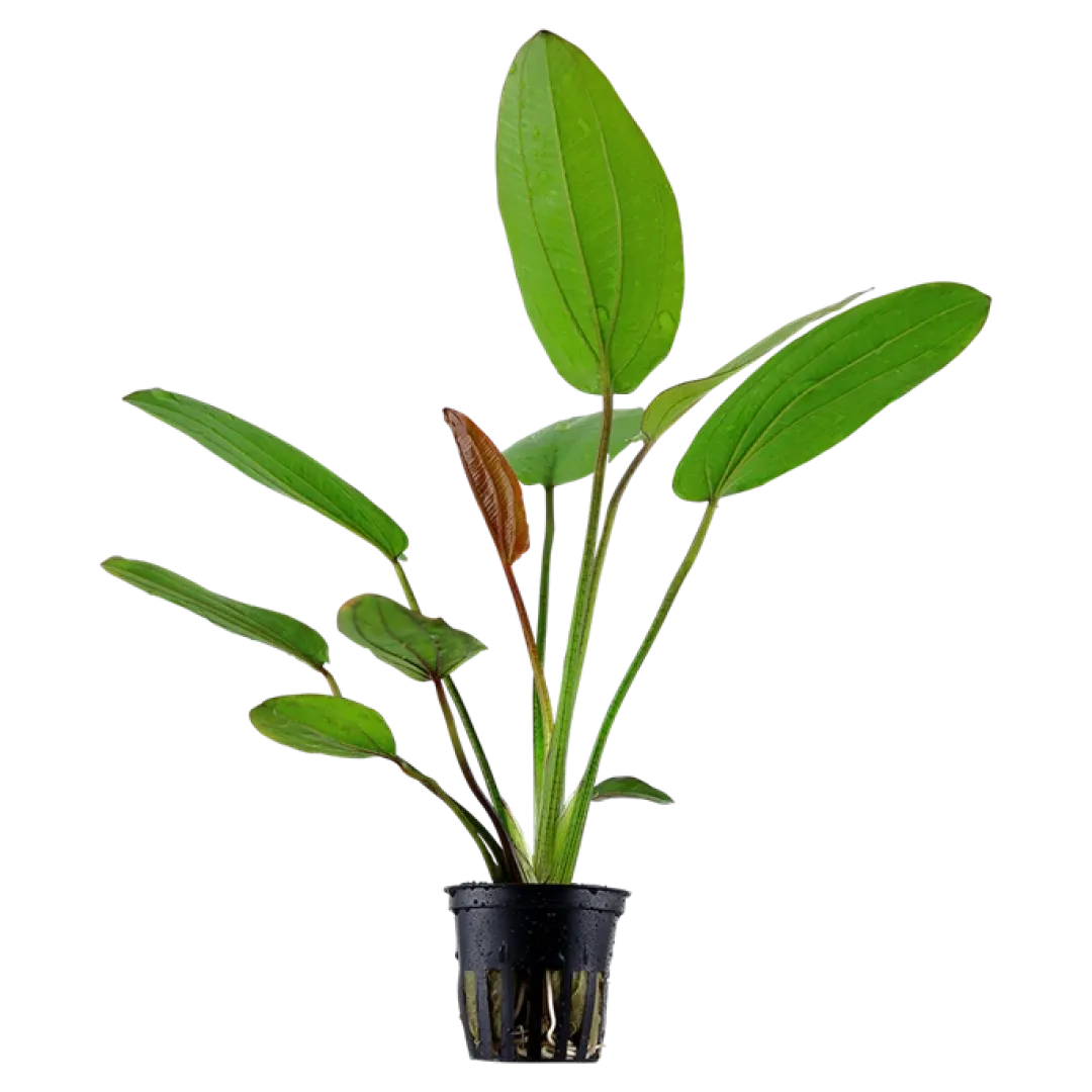 Best Tropica Akvarieplante i potte Echinodorus x barthii Akvarieplanter