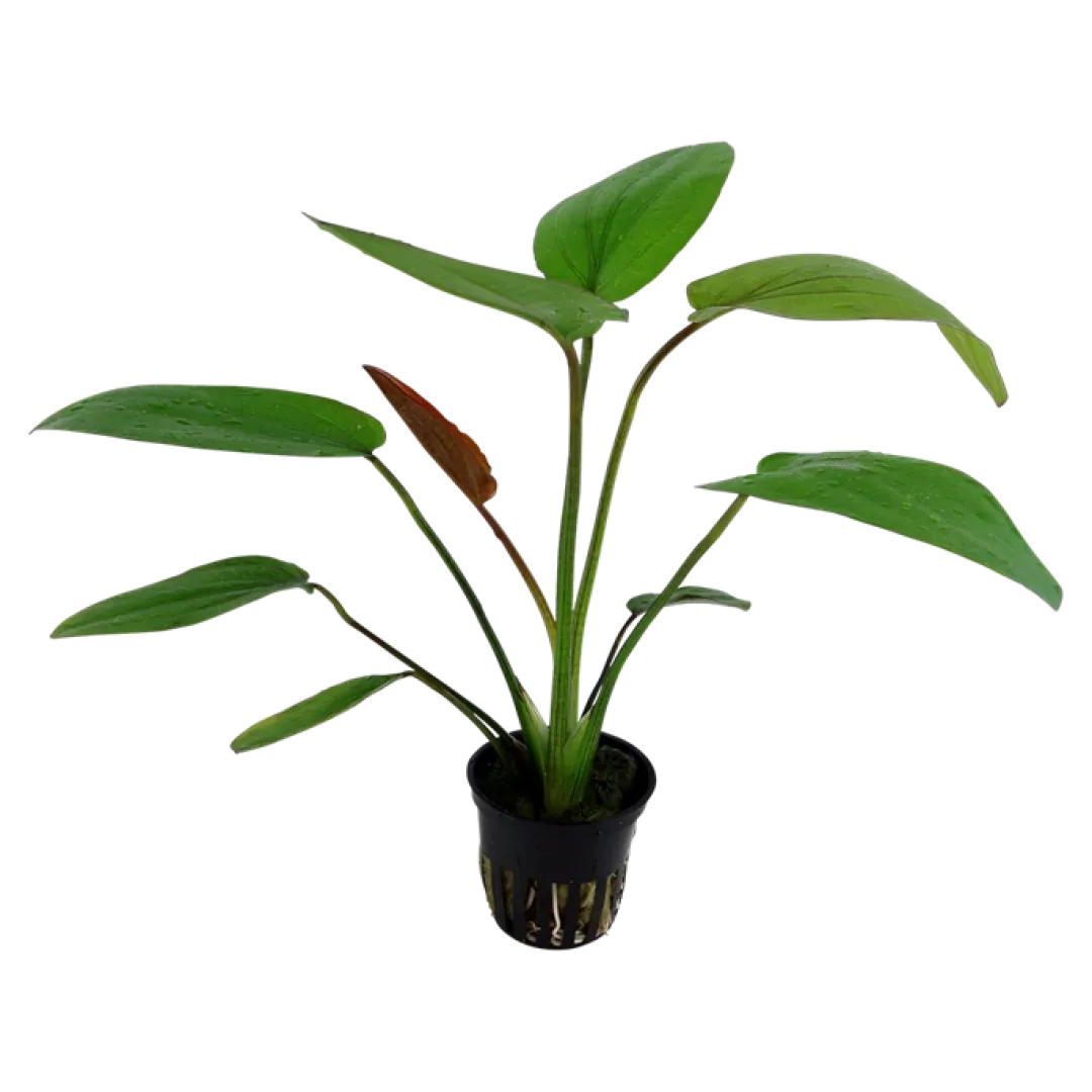 Best Tropica Akvarieplante i potte Echinodorus x barthii Akvarieplanter