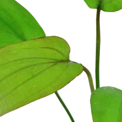 Best Tropica Akvarieplante i potte Echinodorus x barthii Akvarieplanter