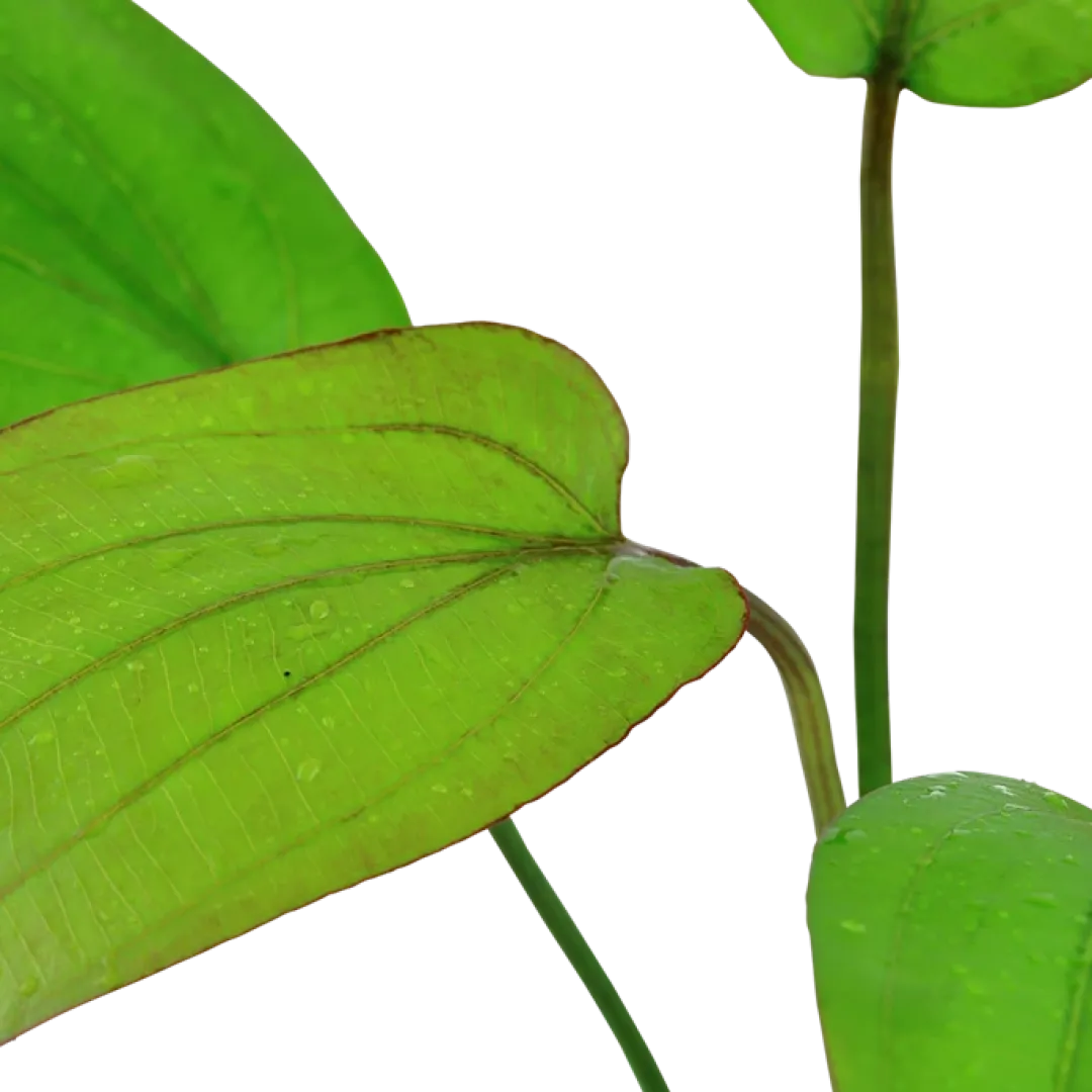 Best Tropica Akvarieplante i potte Echinodorus x barthii Akvarieplanter