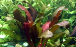 Best Tropica Akvarieplante i potte Echinodorus x barthii Akvarieplanter