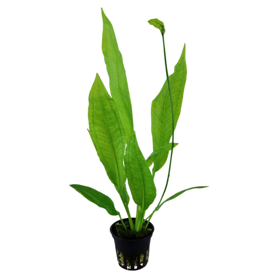 Best Tropica Akvarieplante i potte Echinodorus grisebachii (bleherae) Akvarieplanter