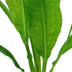Best Tropica Akvarieplante i potte Echinodorus grisebachii (bleherae) Akvarieplanter