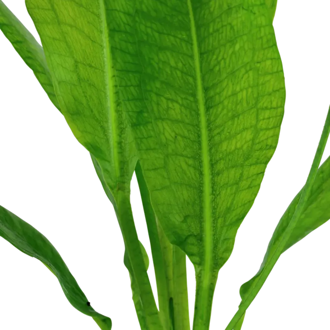 Best Tropica Akvarieplante i potte Echinodorus grisebachii (bleherae) Akvarieplanter